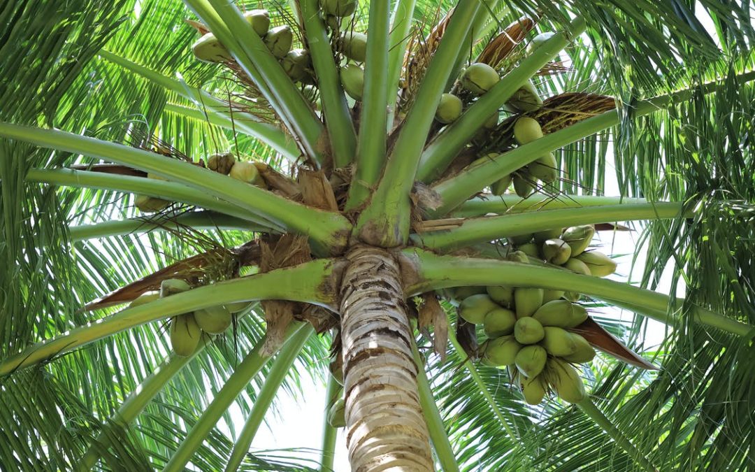 Coconuts